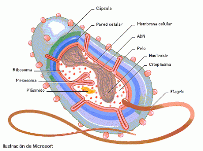 las partes de una bacteria
